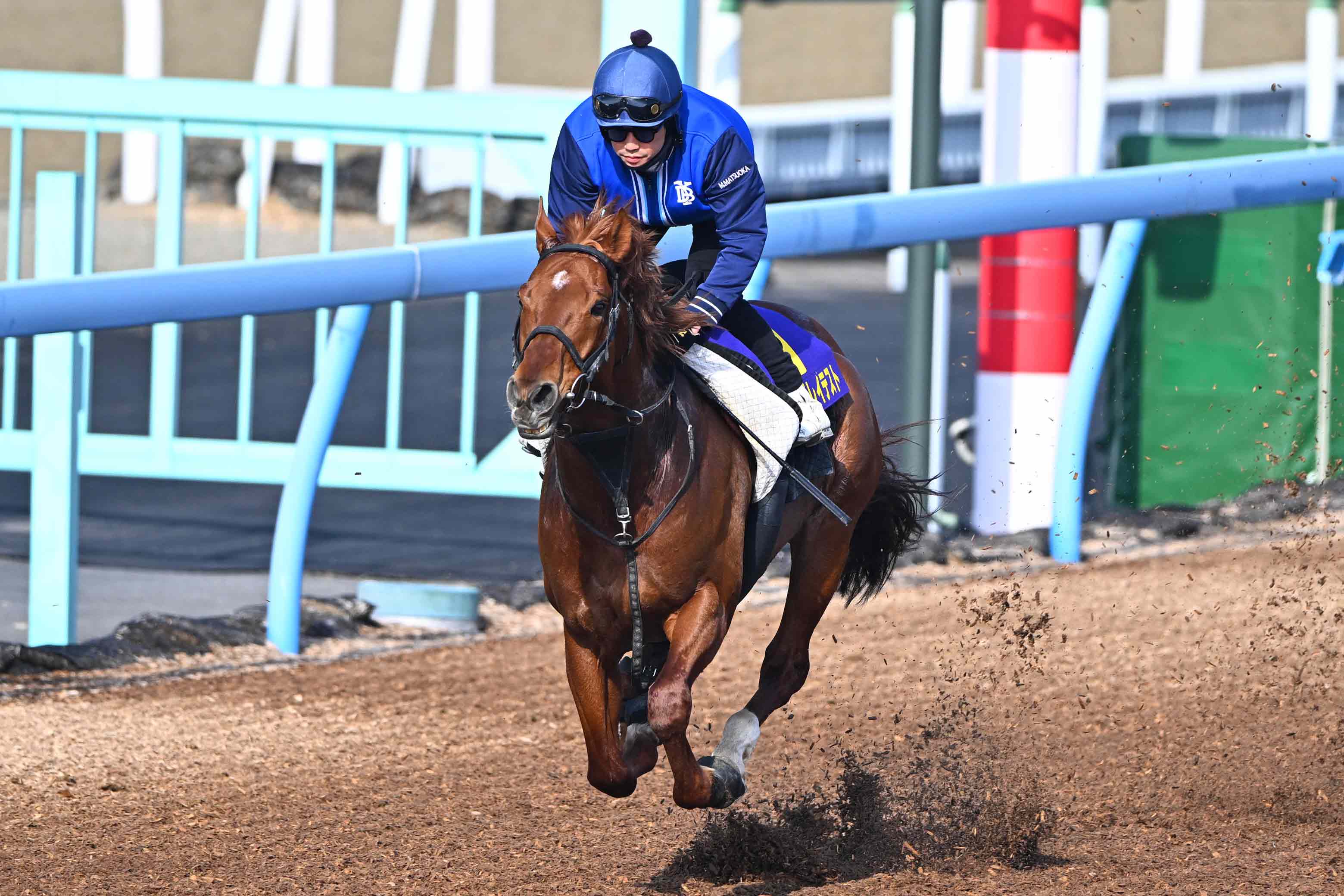 高松宮記念追い切り】ウイングレイテストは馬なりで素軽い動きも…松岡