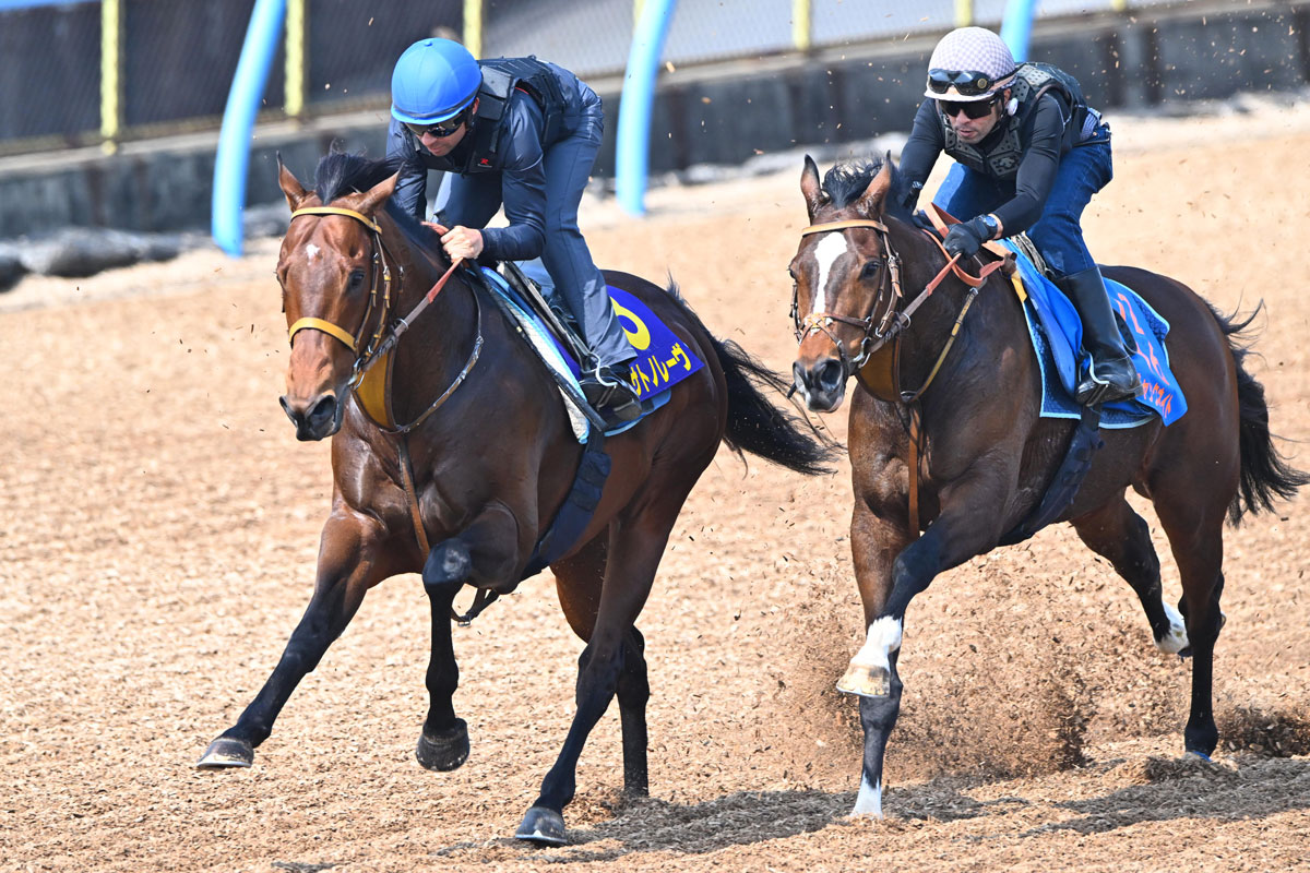 高松宮記念追い切り】モレイラ手応え十分のサトノレーヴ ウッドで快伸