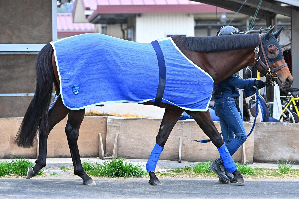 高松宮記念】サトノレーヴのGⅠ初制覇へ堀宣行調教師「健康状態は良好