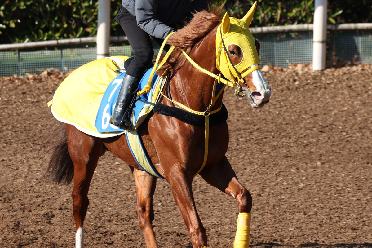 大阪杯・厩舎直送】有馬記念＆菊花賞2着の6歳馬・ボルドグフーシュ