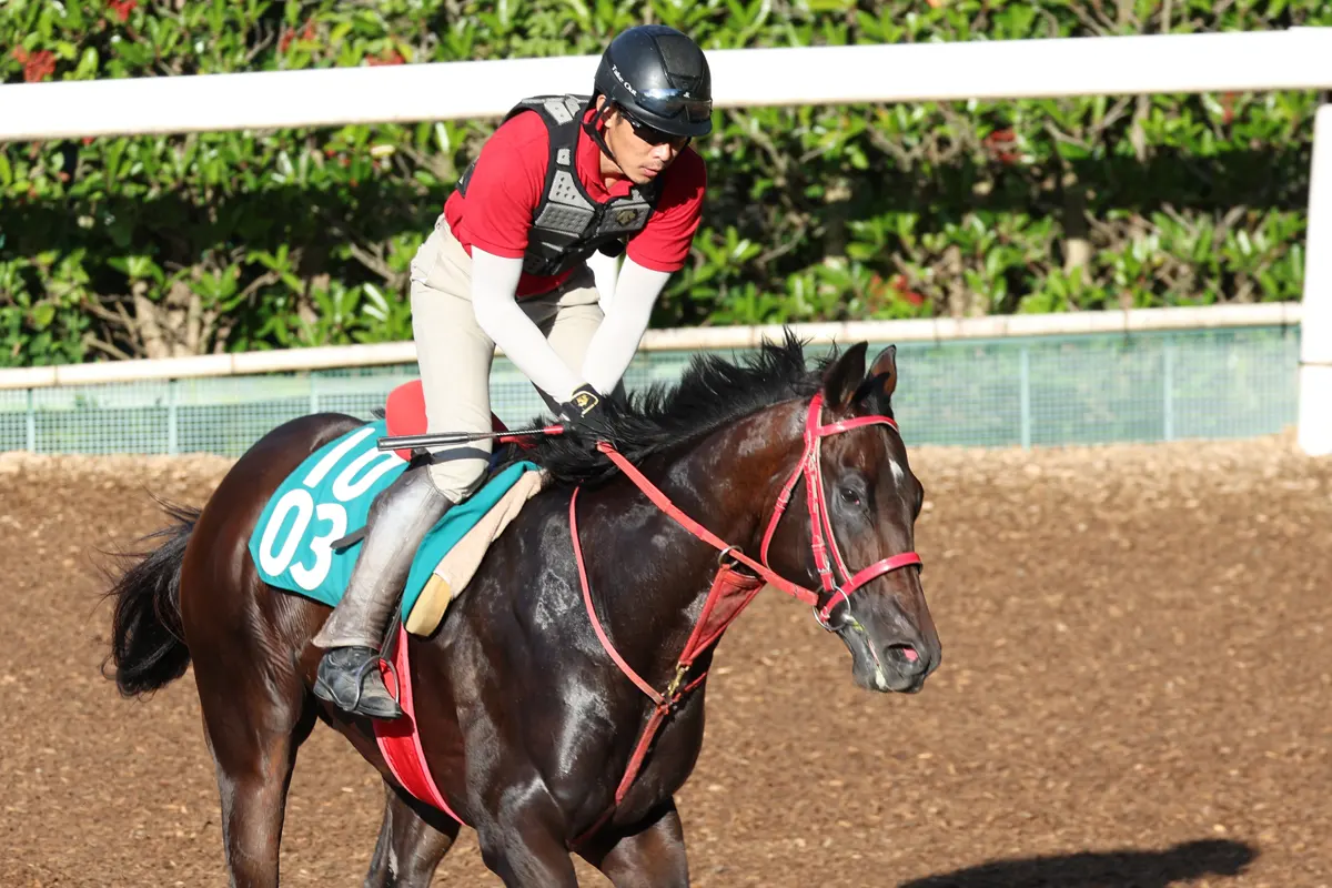 競馬の極み 改訂新版 究極の競馬ガイドブック - 株式会社日本文芸社