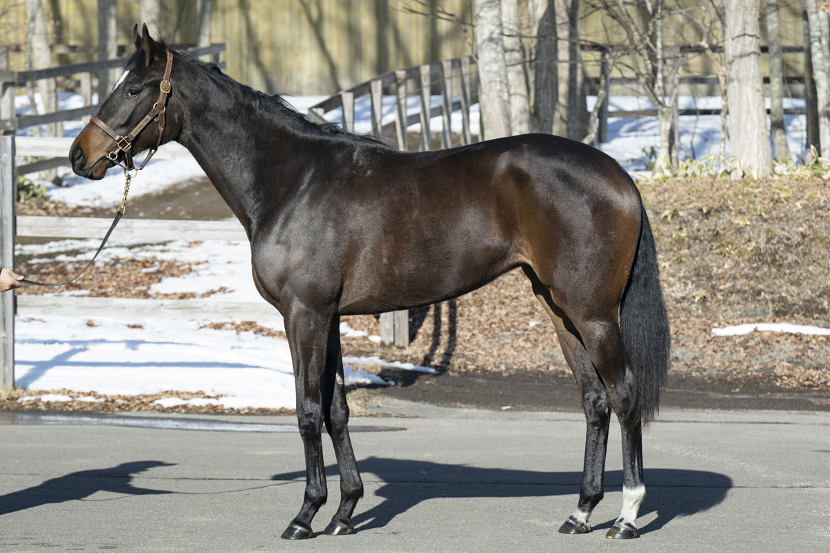 ザッツPOG2025【24】林徹厩舎は良血馬がズラリ！ コン