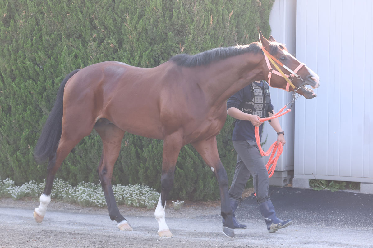今週 の 新 馬 戦