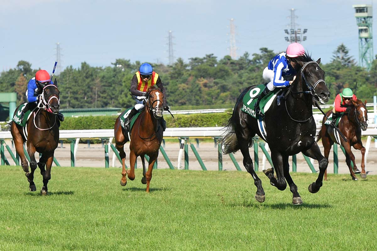 新潟 2 歳 ステークス