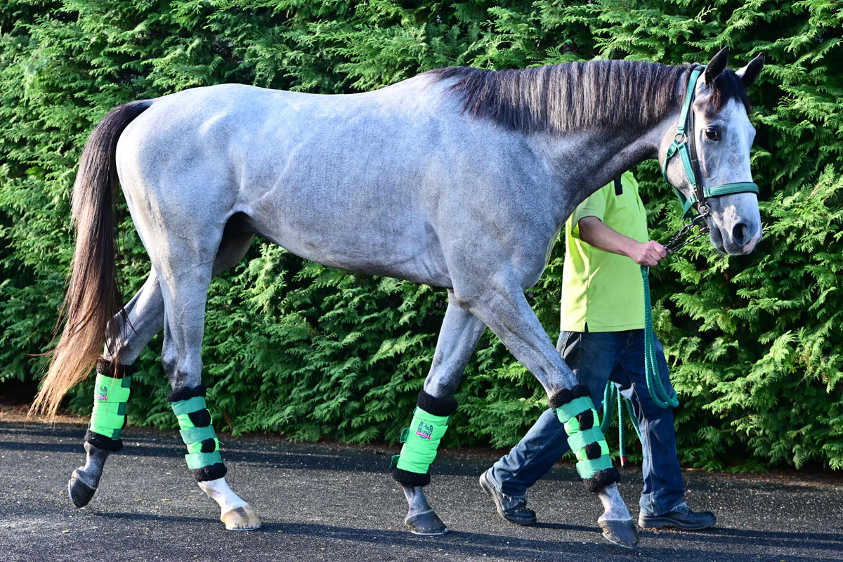 今週の注目新馬】サトノアイボリー態勢万全「体力的にも申し分ない」母