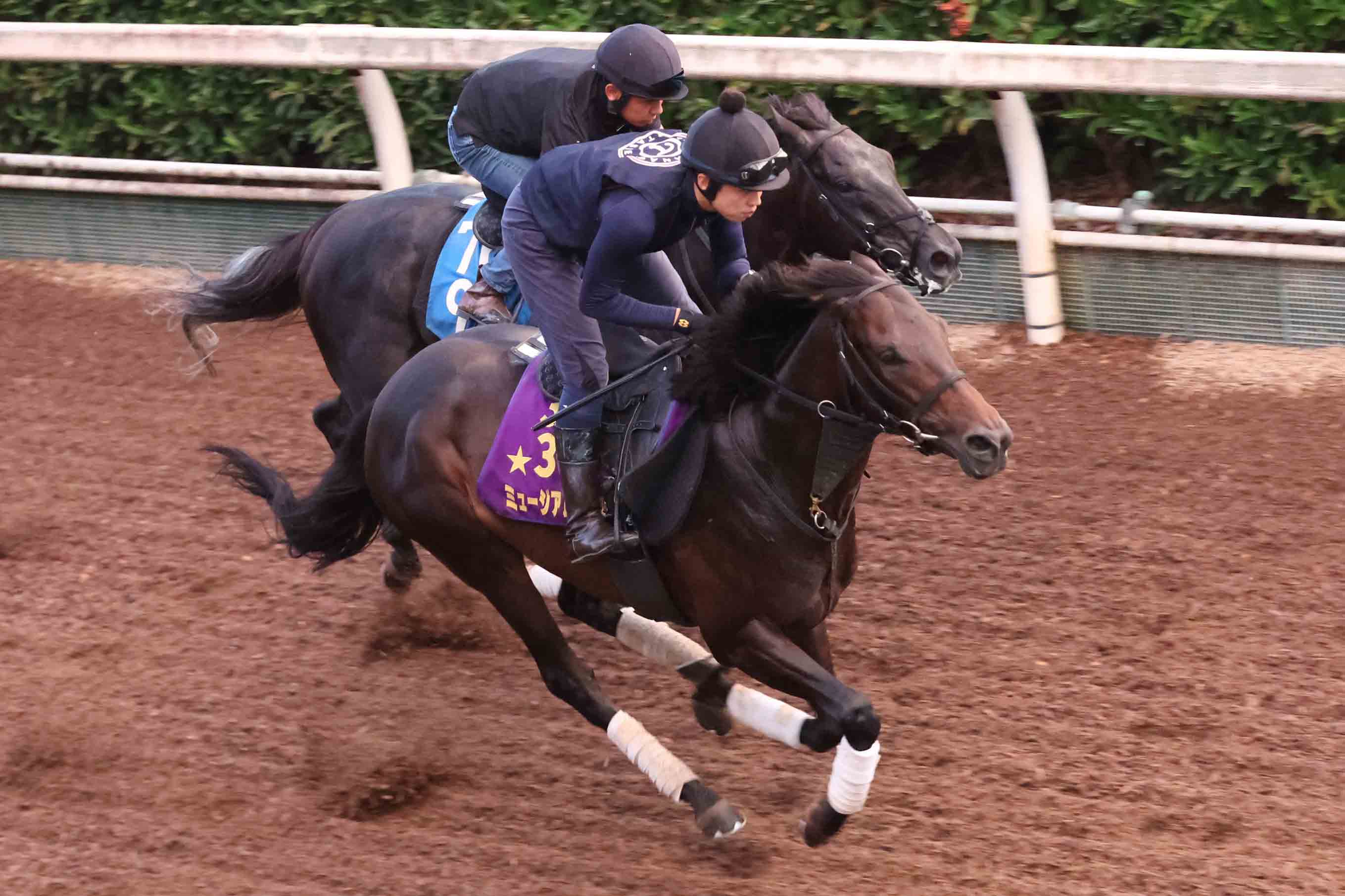 セント ライト 記念 追い 切り