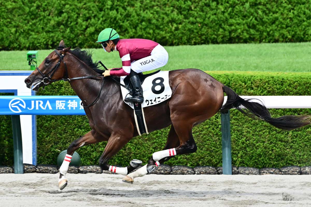中内田充正厩舎からまた砂の大物候補！ ウェイニースーが7馬身差の