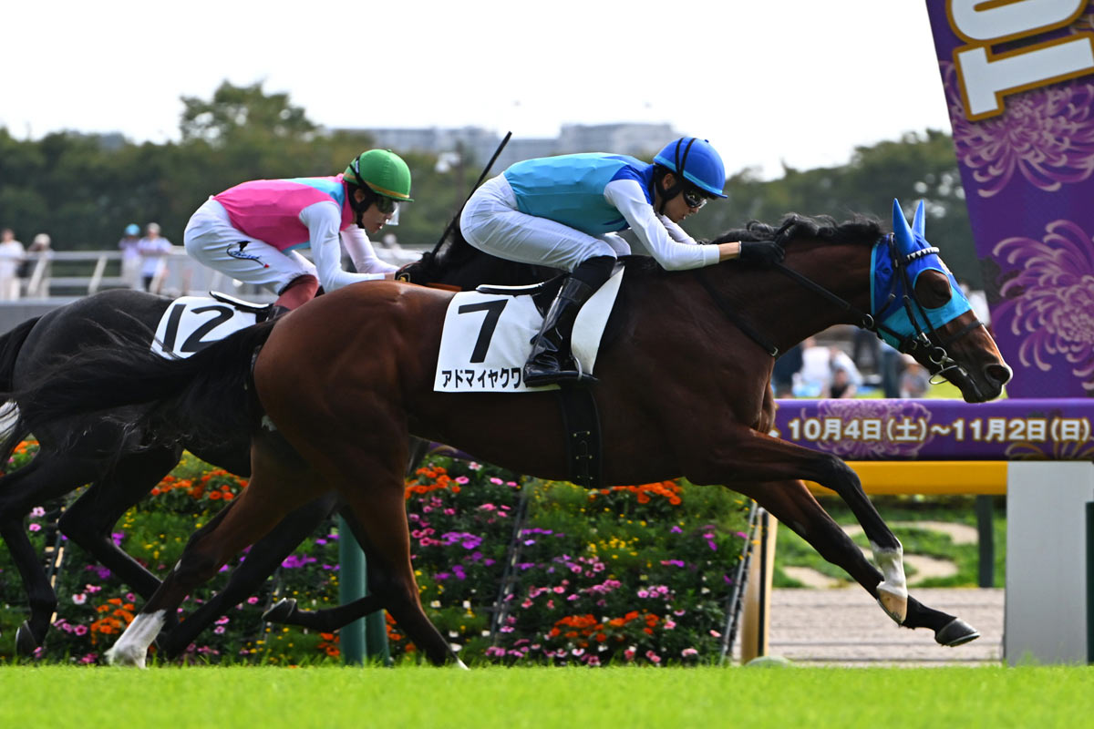 アドマイヤクワッズが鋭い決め手で差し切る 坂井瑠星「期待していた馬