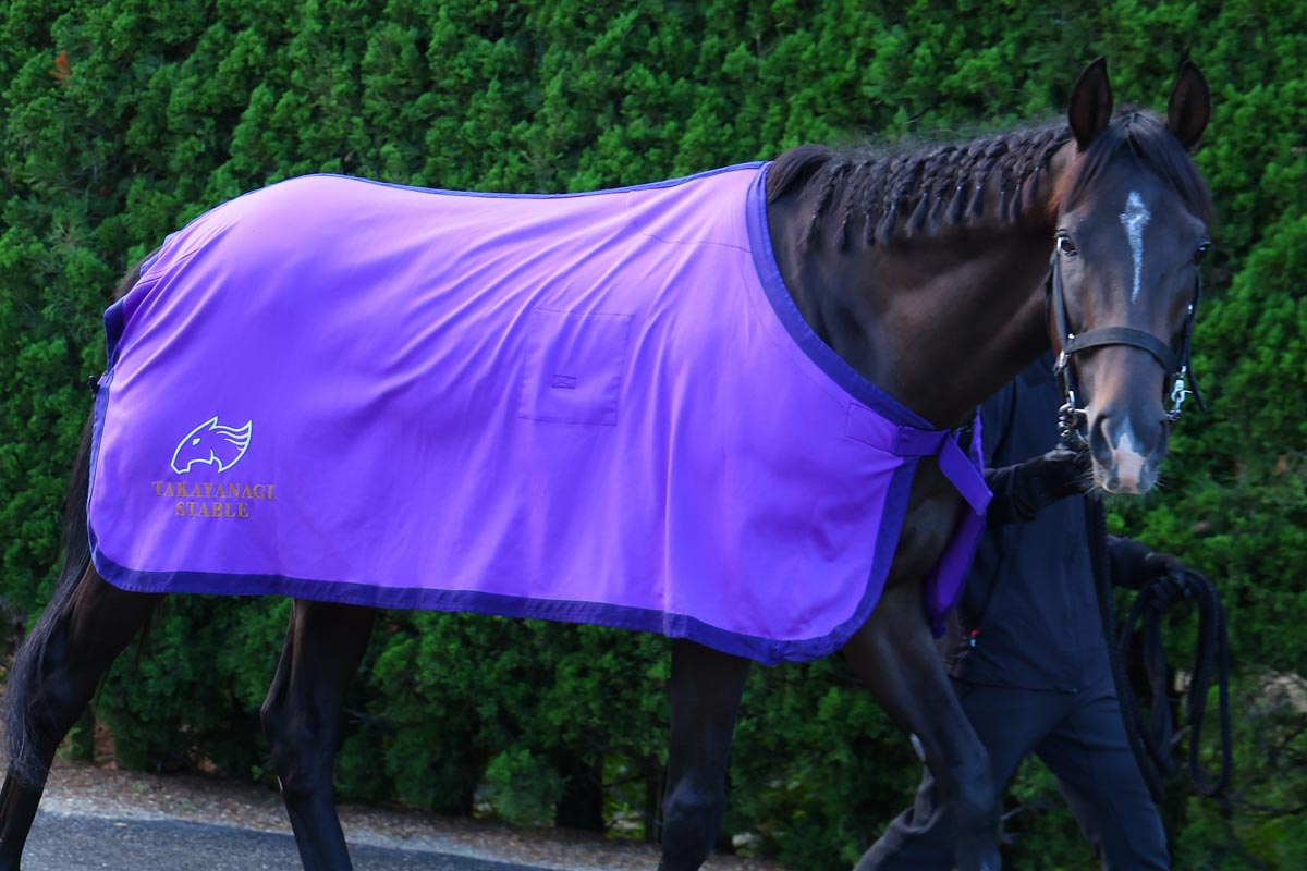 菊花賞・生情報】エネルジコ陣営は馬体重減も織り込み済み「無理をし