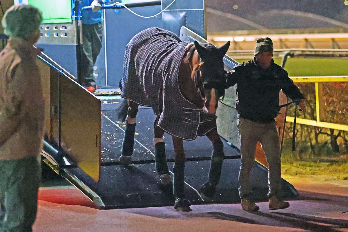 欧州最強〟カランダガンは国際厩舎内で軽い運動「落ち着いていました