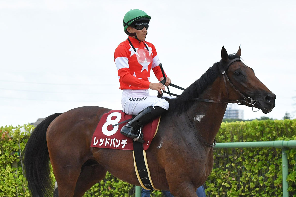 菊花賞5着＆GⅡ4、3着の実力馬レッドバンデが日曜中山7Rの平場2勝