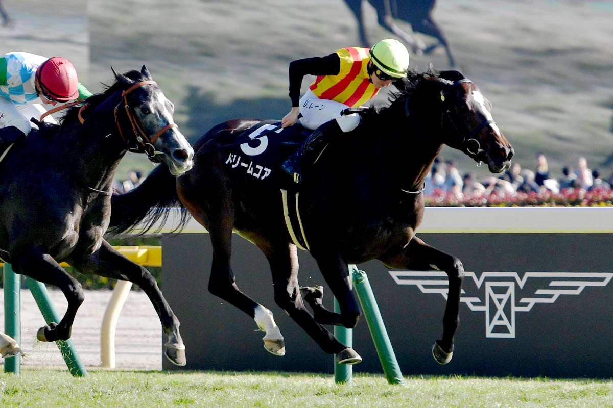 3戦2勝の良血馬ドリームコアは2・14クイーンCへ【次走報】 | 競馬