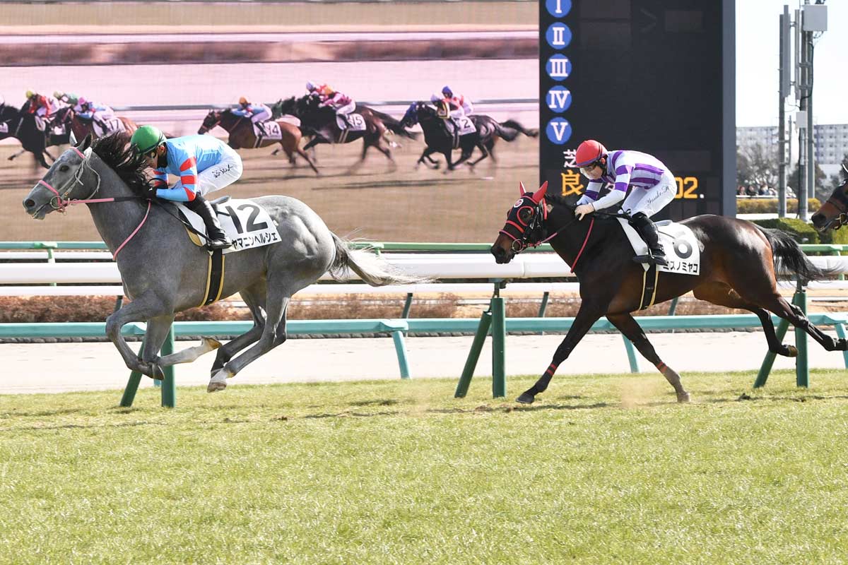 キズナ　新馬戦　現地的中単勝馬券 キズナ 新馬戦 現地的中単勝馬券 【公式通販】