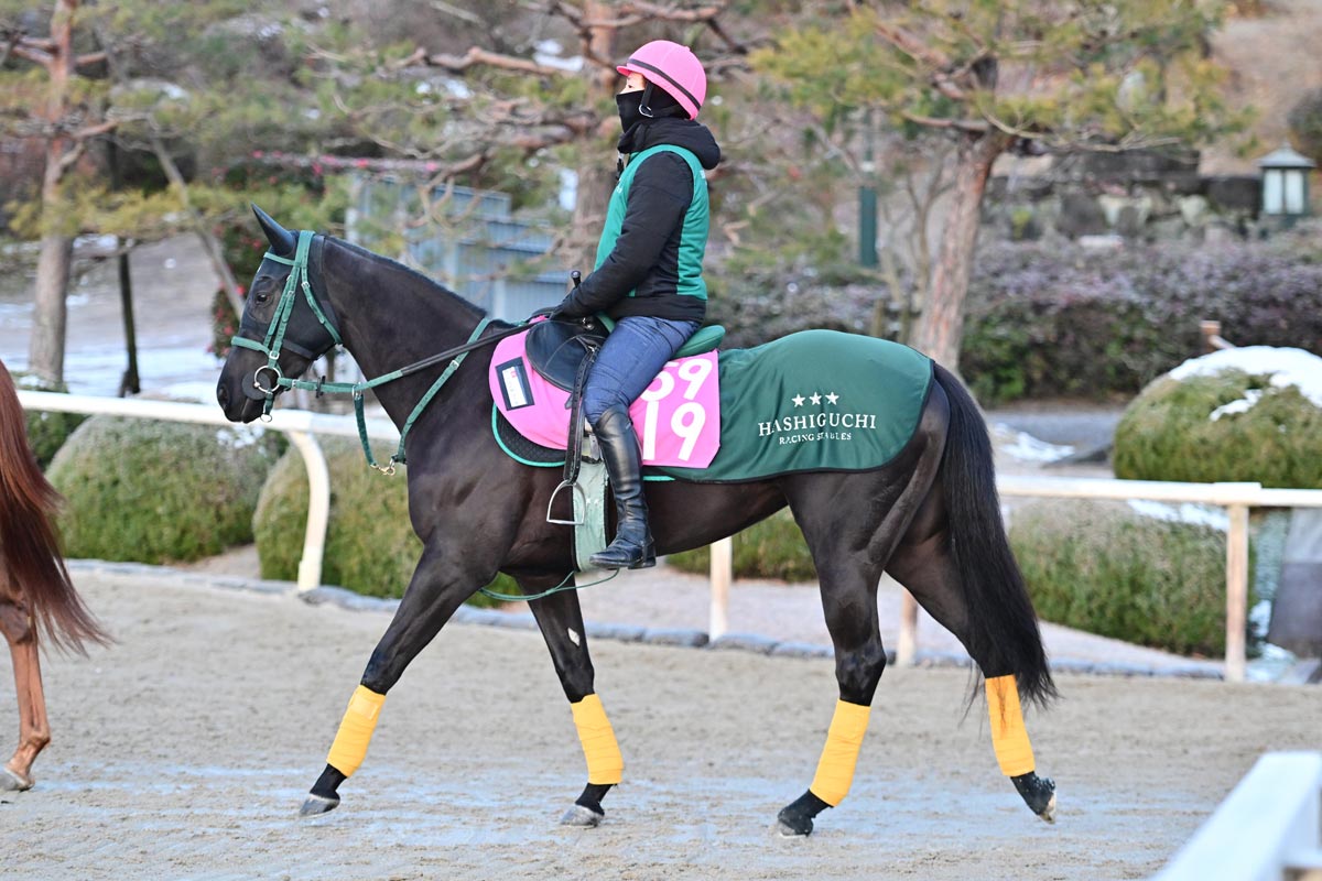 クイーンC】「この時期の完成度では上」重賞2勝馬を兄に持つニシノ