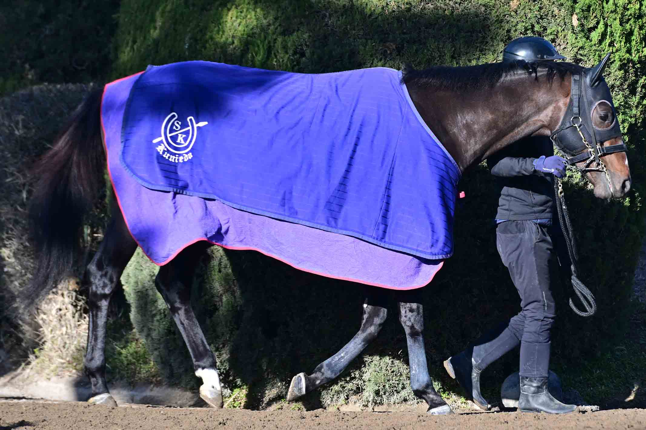 フェブラリーS・コメントのツボ】シックスペンス「魅力は芝スタート