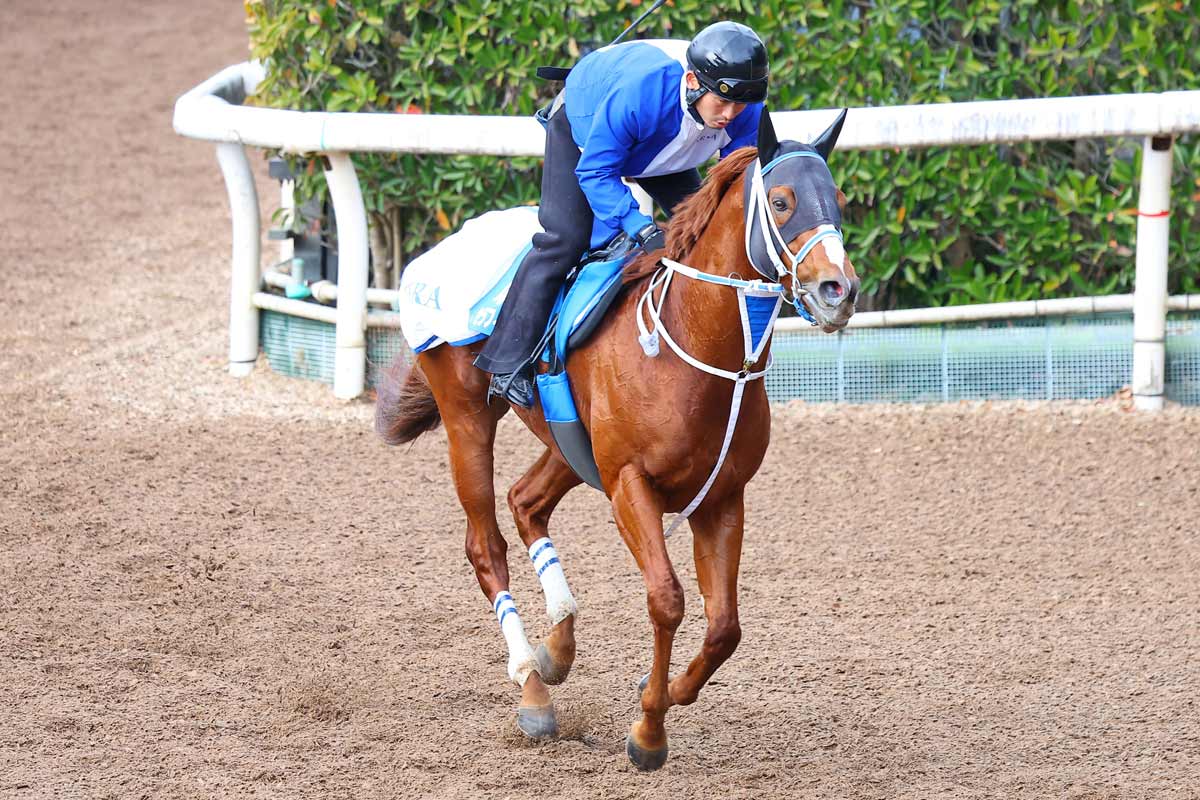 ダイオライト記念展望】黄金タッグで3連覇に挑むセラフィックコール