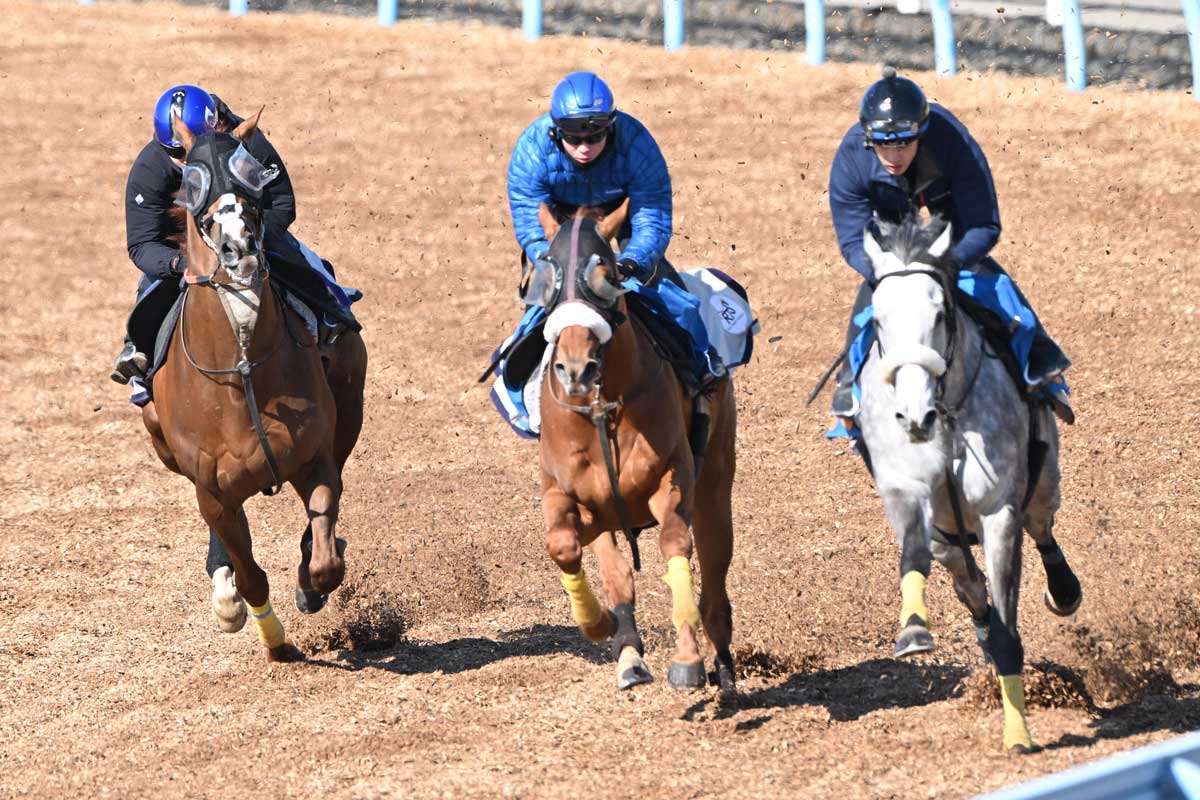 金鯱賞・生情報】アーバンシックが坂路で異例の11・6秒 武井亮調教師が