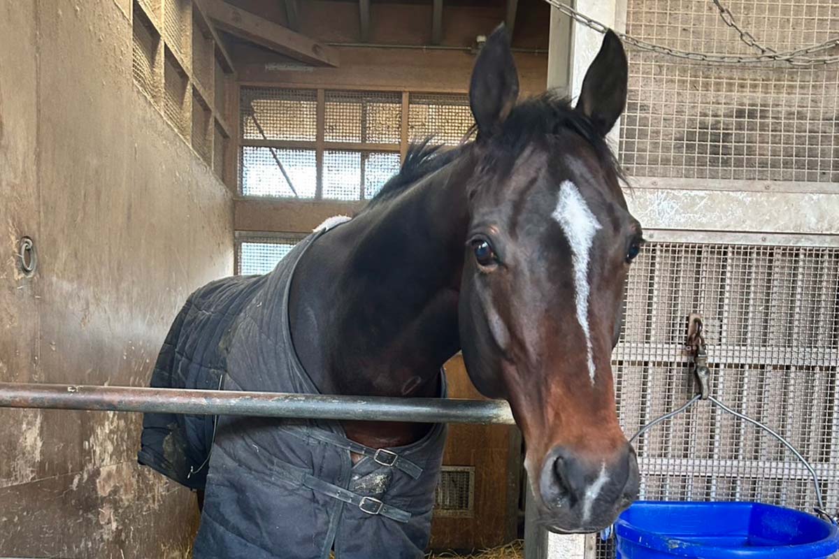 阪神大賞典・厩舎直送】古豪シュヴァリエローズは馬場がポイントも