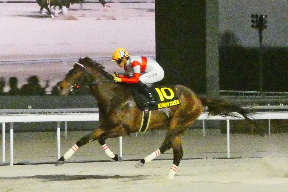 黒船賞予想】シャマルの4連覇に期待！コース適性と実力の高さは明らか