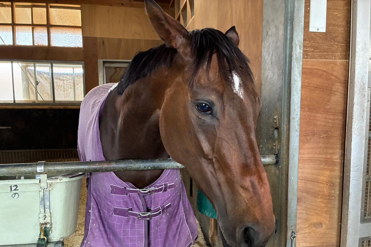 阪神牝馬S・厩舎直送】久々の重賞挑戦となるクランフォード「もりもり