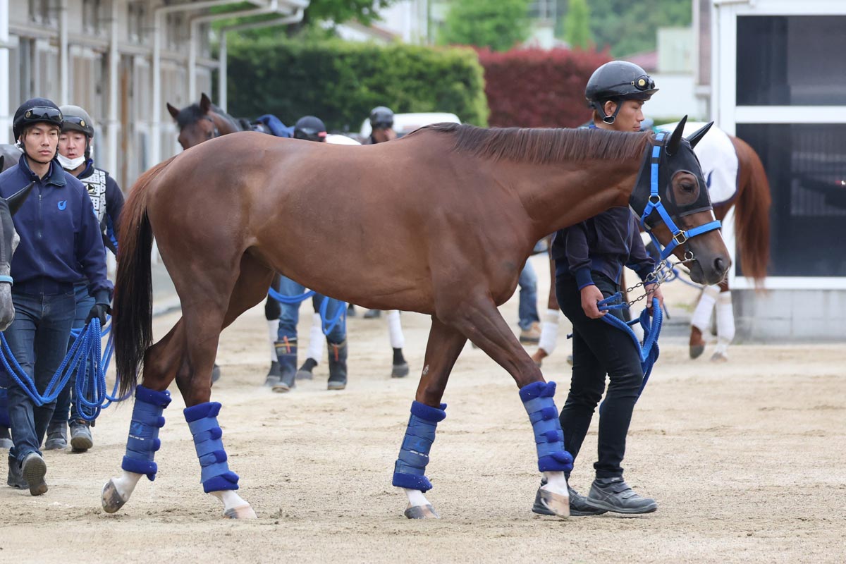渡辺新一 「狙って取る万馬券確勝法」 貴重 USED セレクトセール2025・初日】ソフトバンク・柳田悠岐外野手が