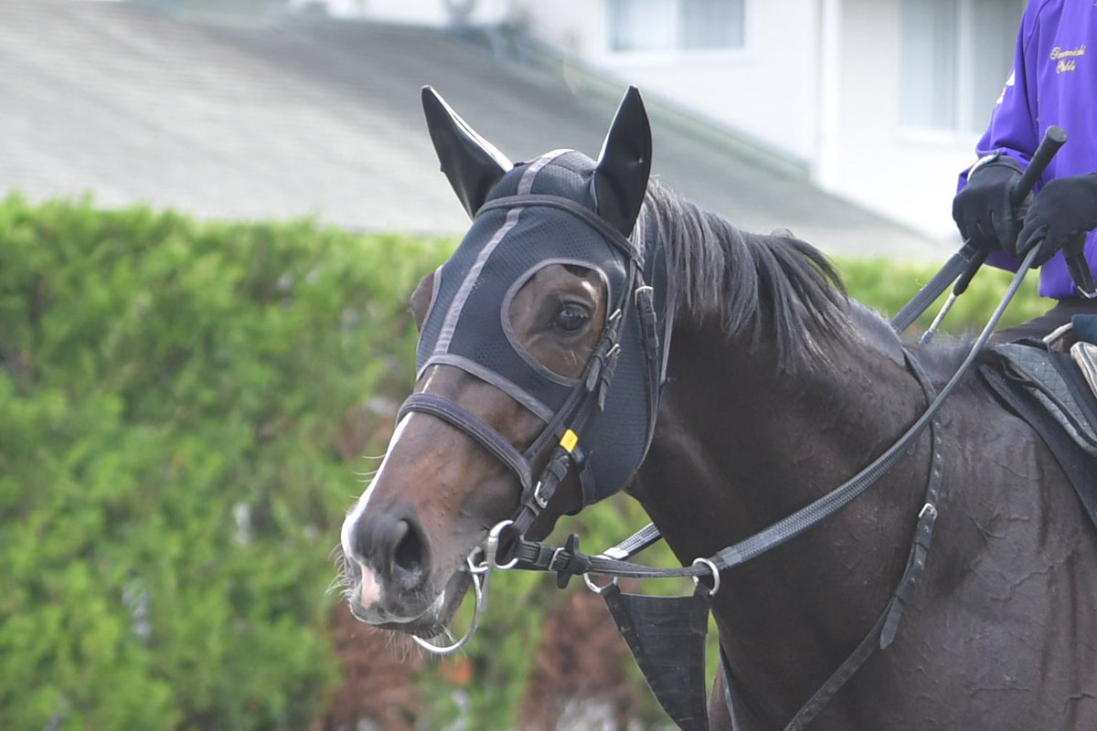 友道康夫一覧 | 競馬ニュース・特集なら東スポ競馬
