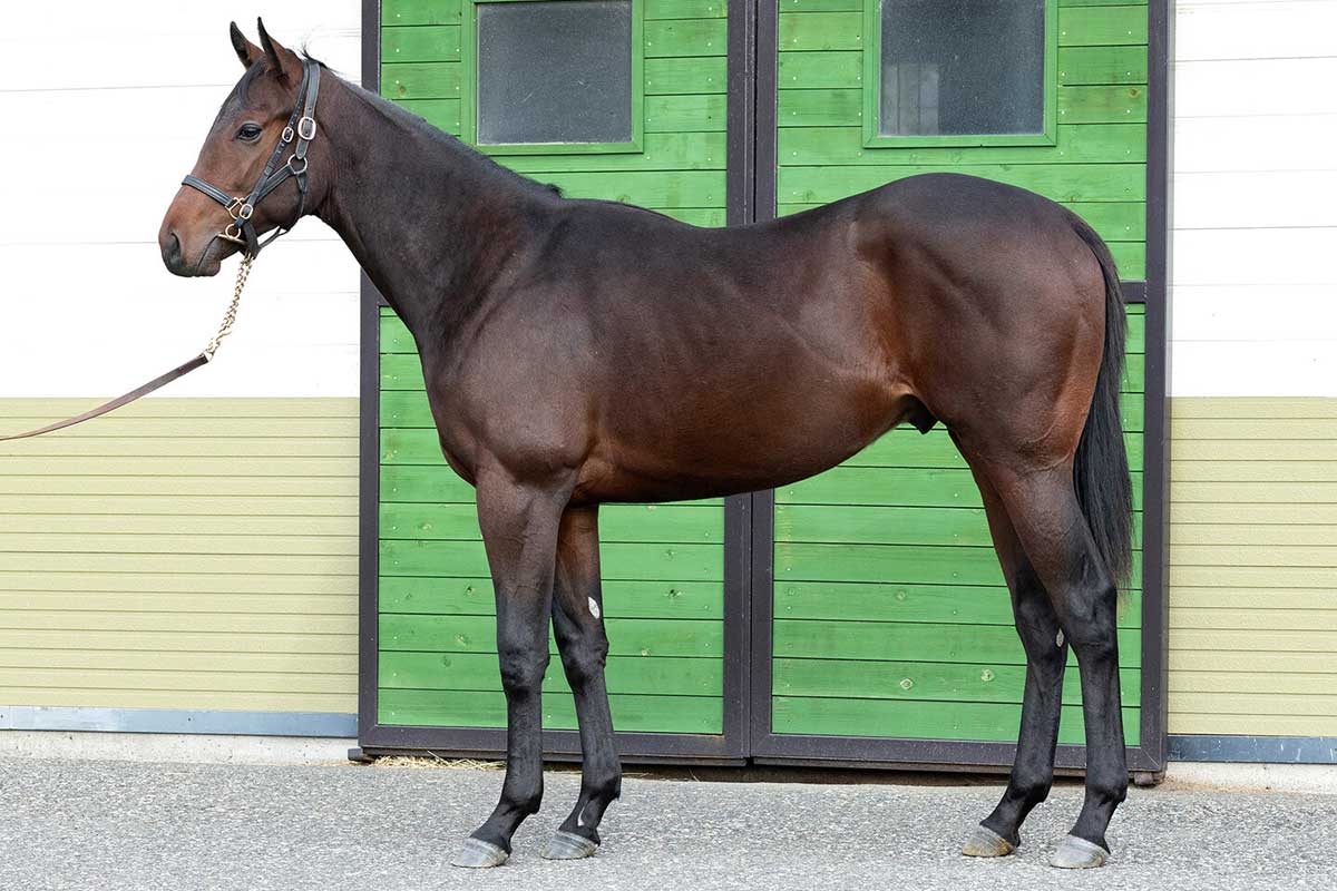JRA 【 競馬実ゼッケン】 G1皐月賞 ダノンタッチダウン号 川田将雅J