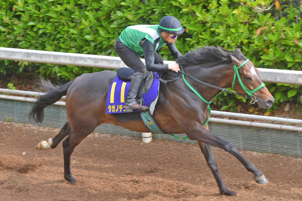 渡辺新一 「狙って取る万馬券確勝法」 貴重 USED セレクトセール2024】藤田晋氏が5億9000万円ホースで競り