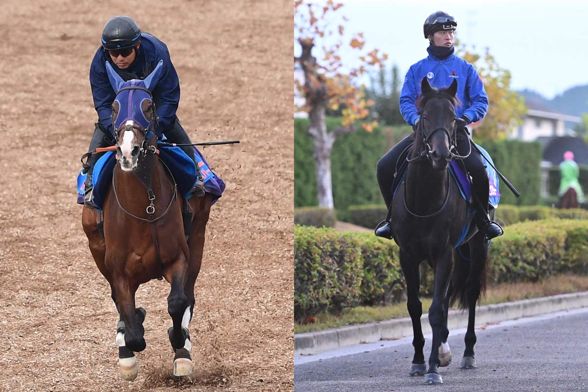 2178❣️ 瑪瑙　馬　唐馬　戦闘馬 冒險家指南] 九世代幻想馬| 黑色沙漠台灣