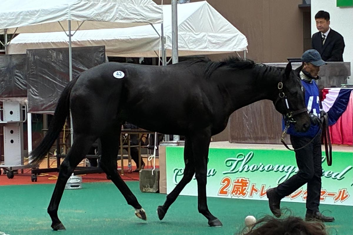 ピュウチャン様　/thoroughbredサラブレットネイビー/巾着Lサイズ 千葉サラブレッドセール】〝リアライズ〟今福洋介氏は牡牝の高額落札馬