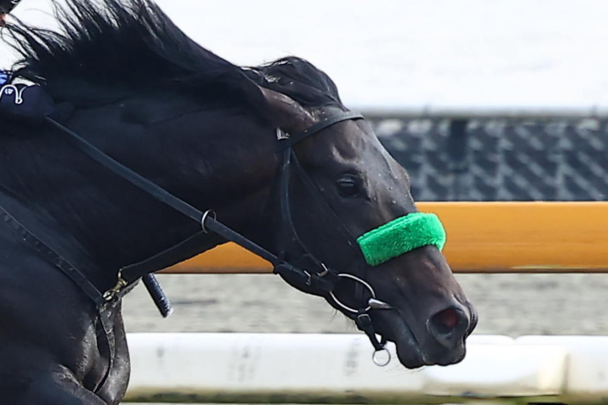 シェイクユアハート一覧 | 競馬ニュース・特集なら東スポ競馬
