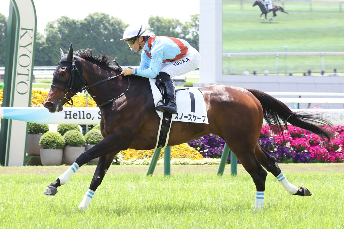 クールモア〟所有馬が日本初V 京都4Rでスノースケープが楽勝 中内田充