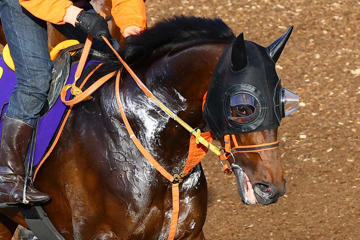 (未使用･未開封品)　競馬ナビ うまのすけ sdt40b8 2026年最新】Yahoo!オークション -ds 競馬ナビ うまのすけの中古品