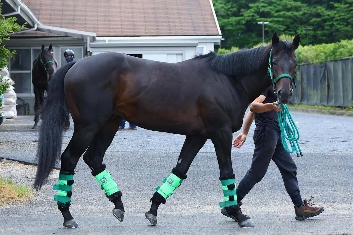 エルコンドルパサーの走りが華麗に甦る！「蛯名正義調教師×東
