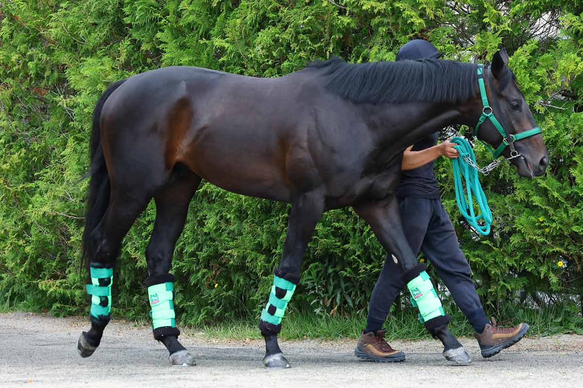 園田競馬・兵庫チャンピオンシップ展望】武豊とのタッグで重賞初V狙う