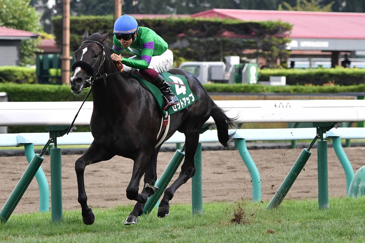 2023年の札幌2歳S勝ち馬セットアップが競走馬登録を抹消 今後は乗馬に