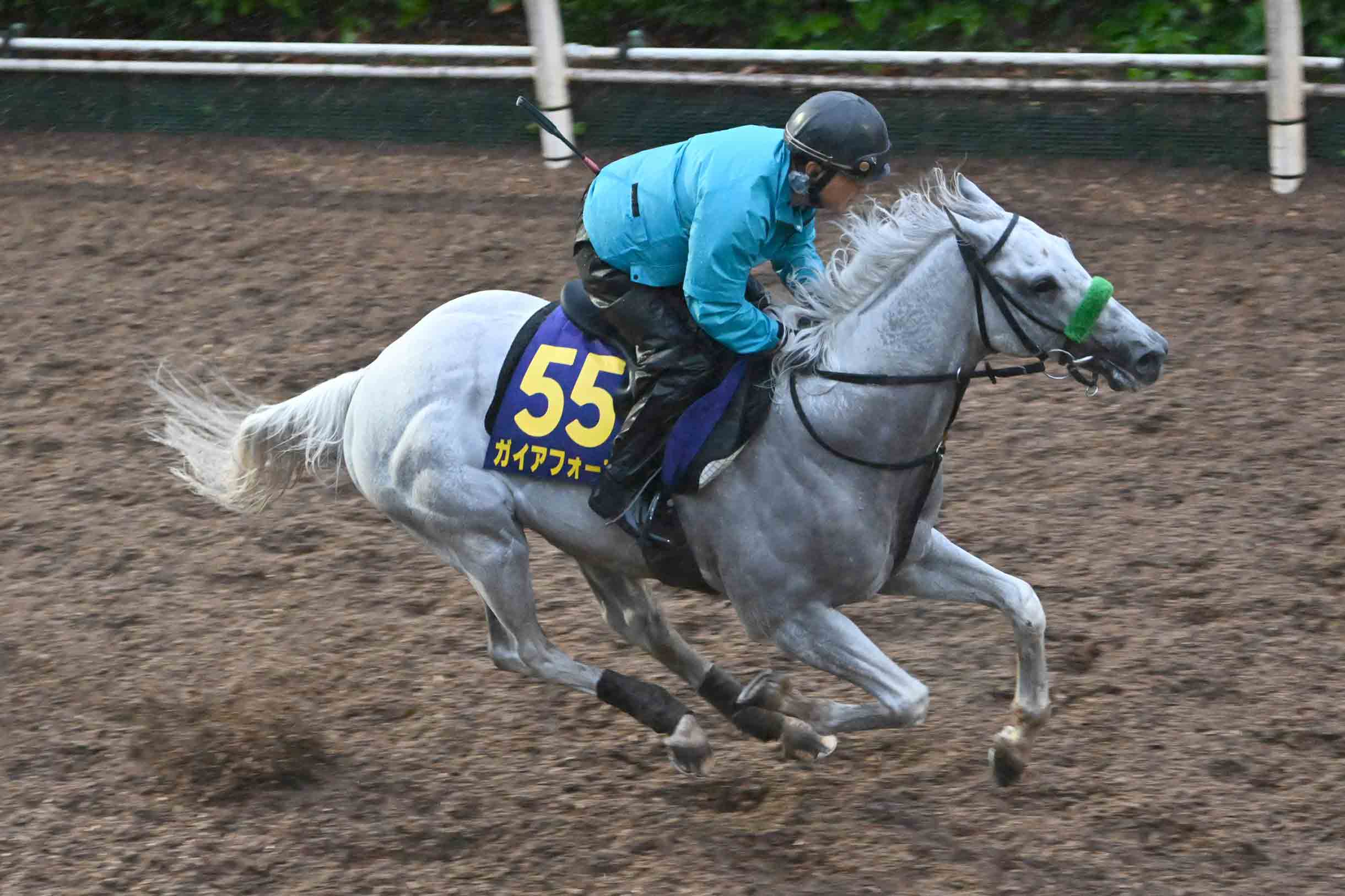 ダービー】ショウナンバシット＆フリームファクシ〝実力馬2頭出し〟の