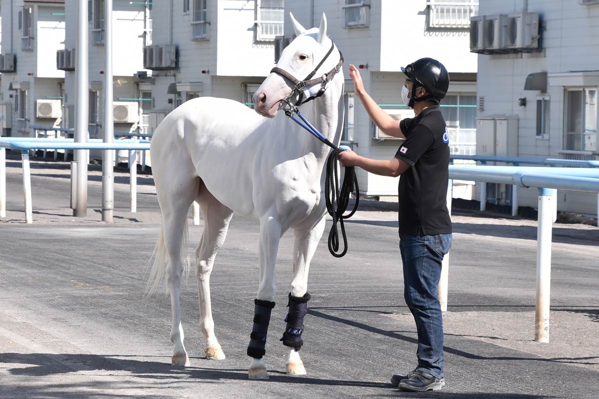 プレゼント】矢作厩舎〝JRA通算800勝〟特製記念グッズを大放出