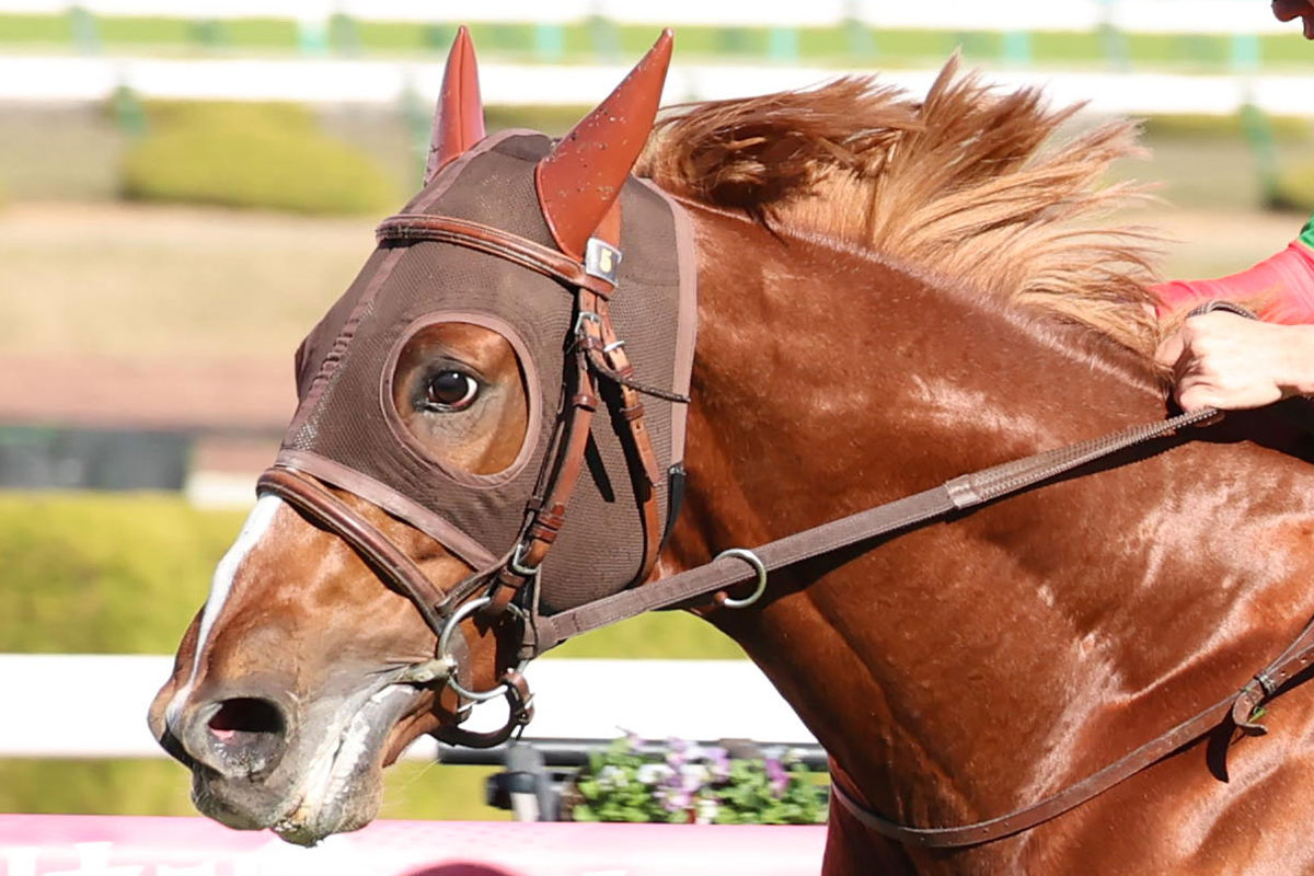 春の天皇賞馬ヘデントールの復帰は来年に【次走報】 | 競馬ニュース
