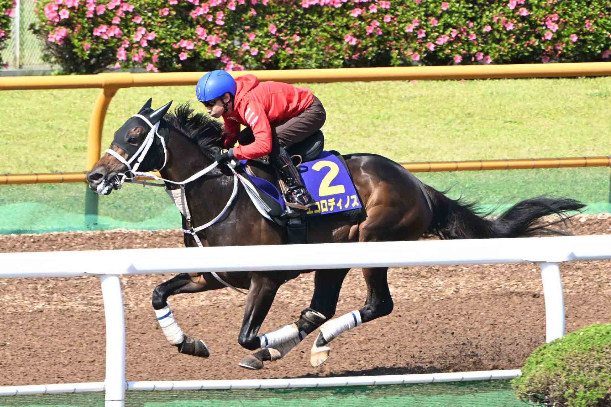 キングカメハメハ一覧 | 競馬ニュース・特集なら東スポ競馬