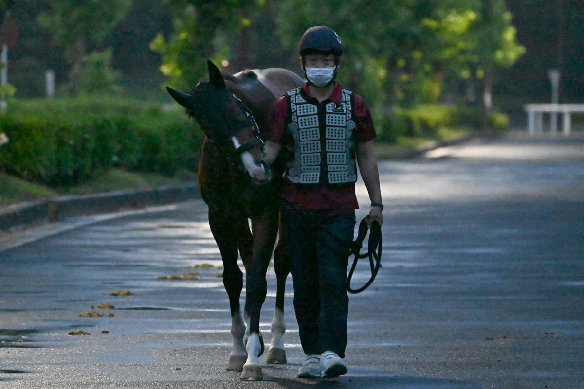 東京大賞典】選定馬の中間発表 回避馬と繰り上がり馬が各1頭 枠順は26