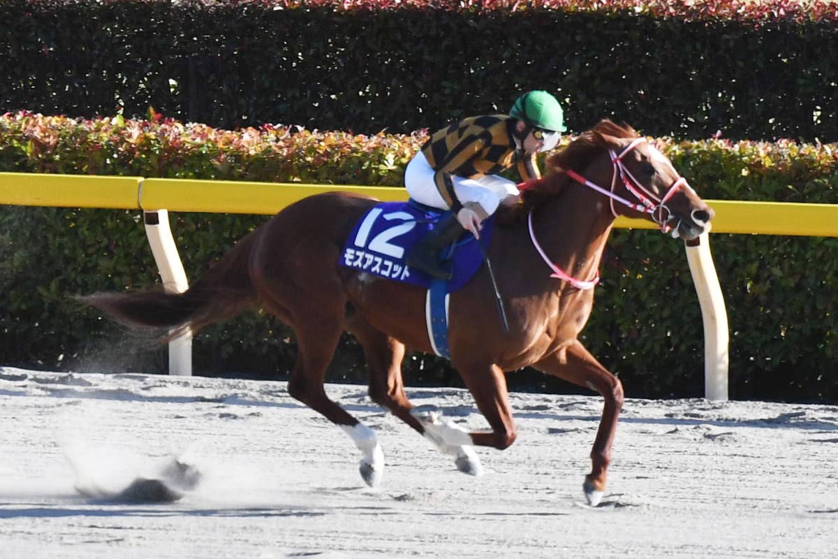 阪神大賞典】新星サンライズアースが6馬身差圧勝 レース後の陣営が着
