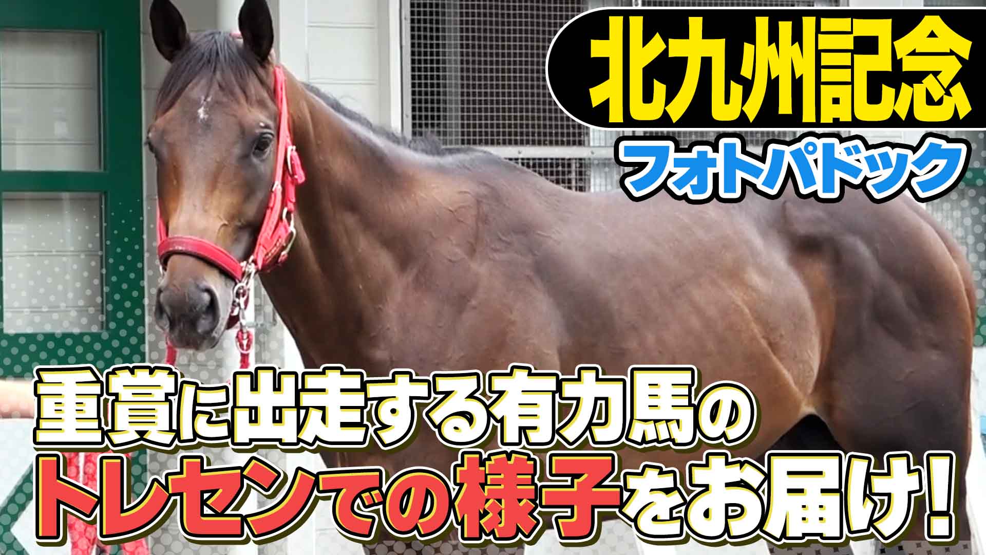 ウマ娘史実発掘隊】エイシンフラッシュの「決めポーズ」ルール的には