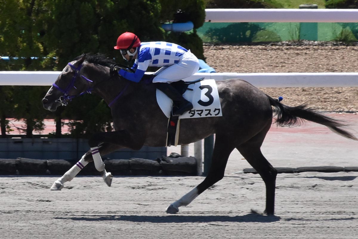 藤田晋オーナーの2億8千万円馬アトミックリーチは8月新潟芝でデビュー