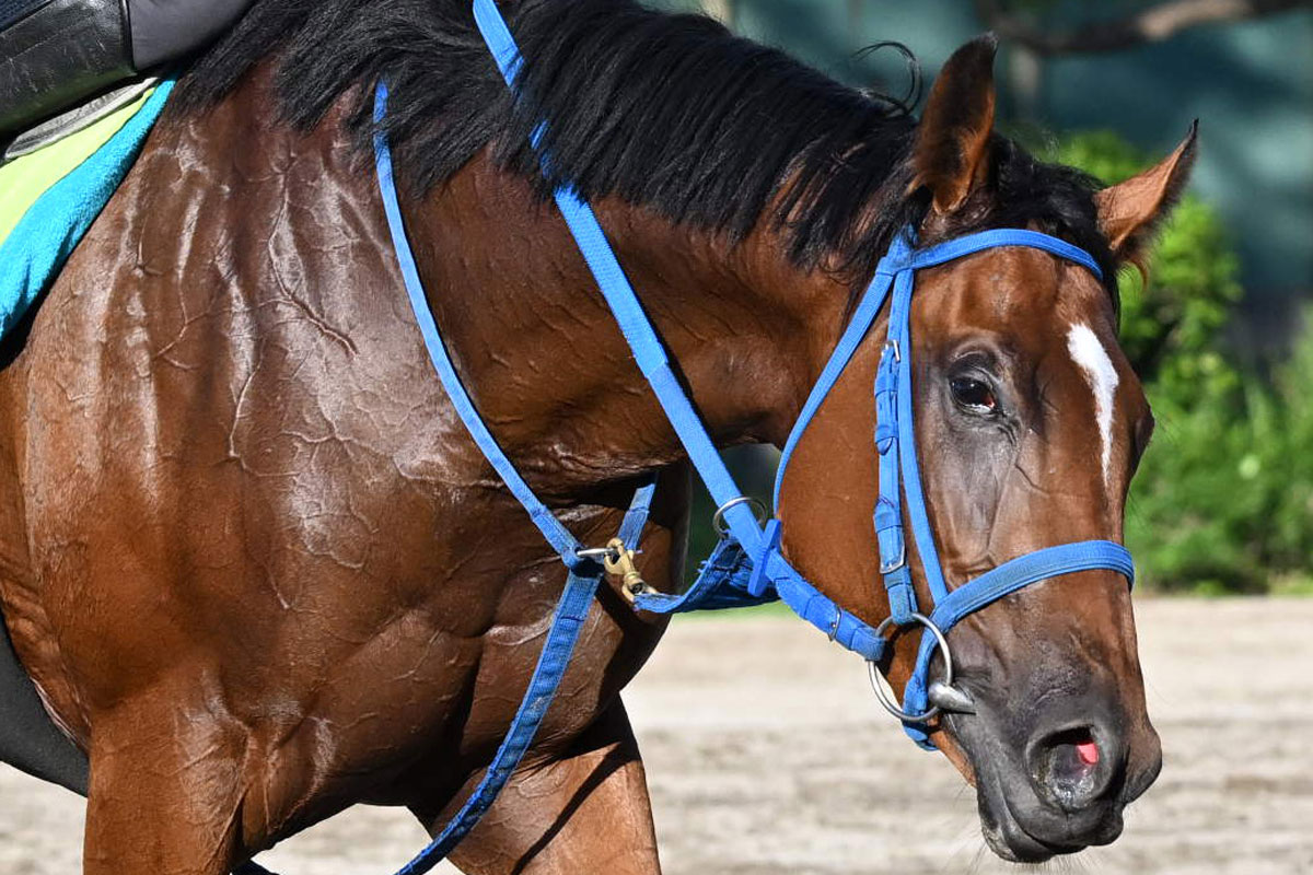 02年皐月賞馬ノーリーズン死す 25歳 抽選突破から単勝万馬券での劇