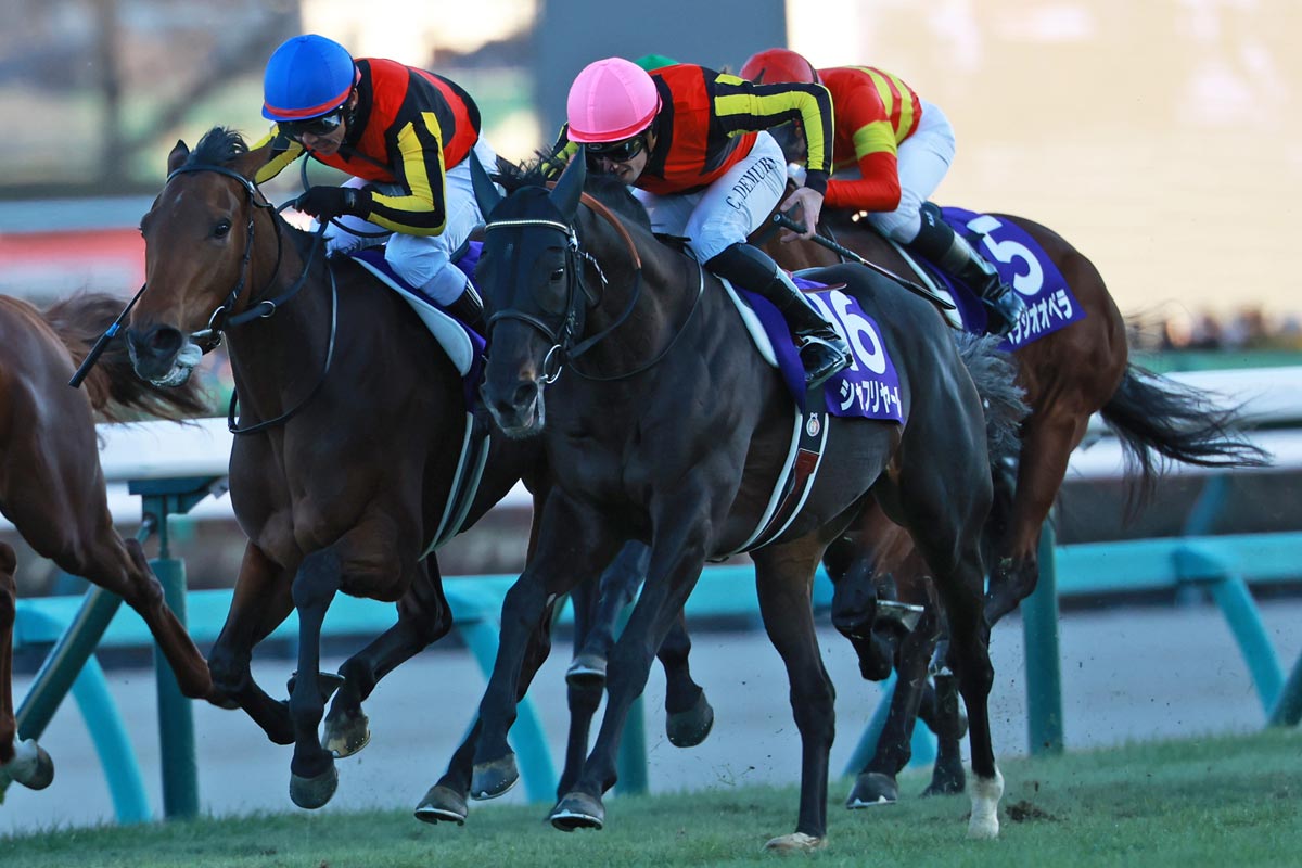 種牡馬引退→復帰のシャフリヤールは初年度産駒ただ一頭の上場馬が7200