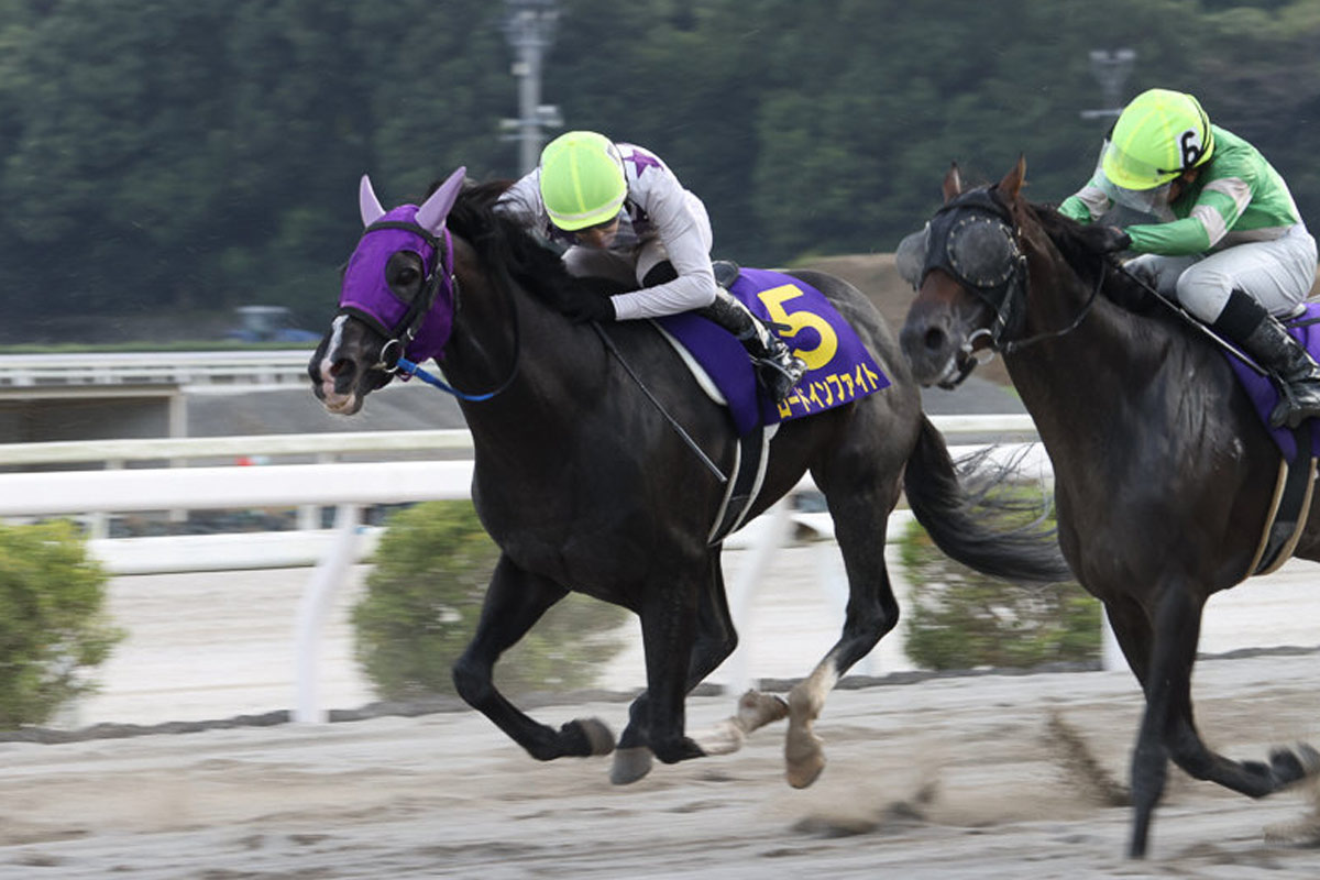 アネモネS・過去5年データ】重賞組は不振？ 伏兵の台頭に注意 | 競馬