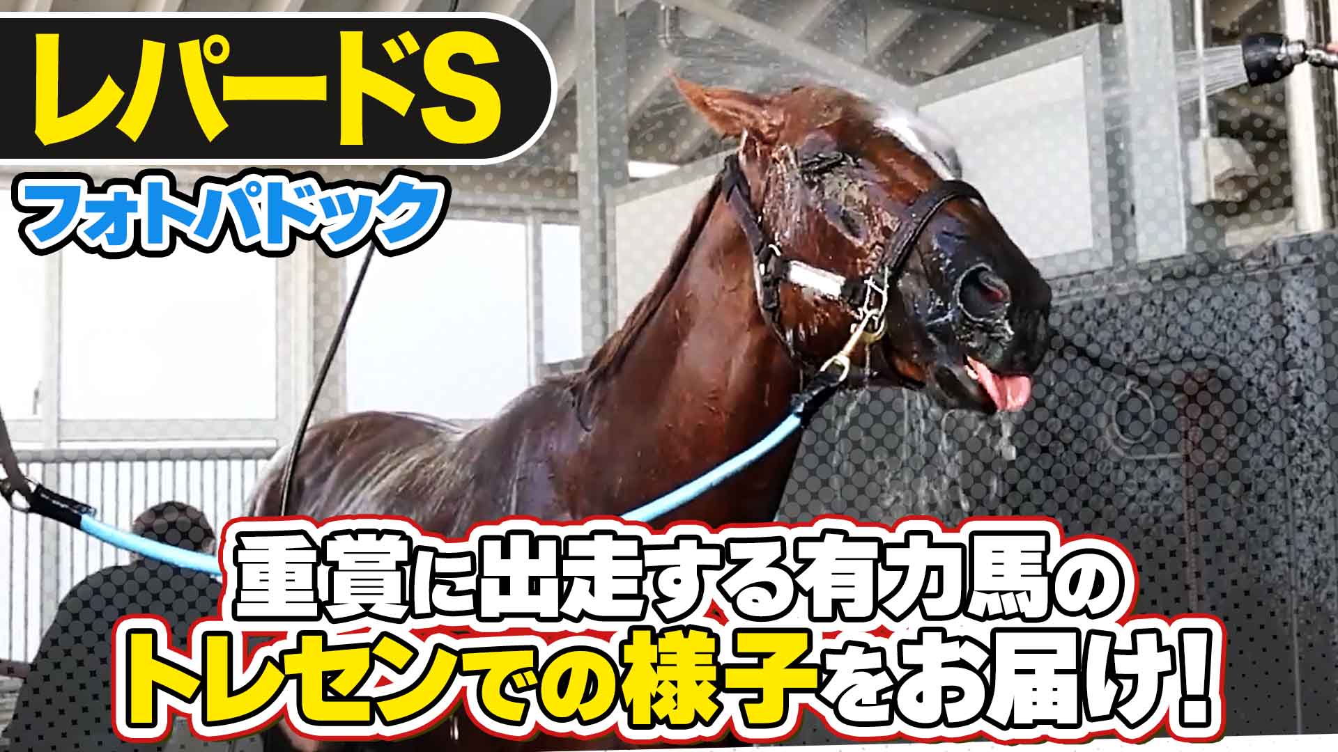 単勝？複勝？結局どっちが儲かるの？】馬券師永遠のテーマ「単複」の