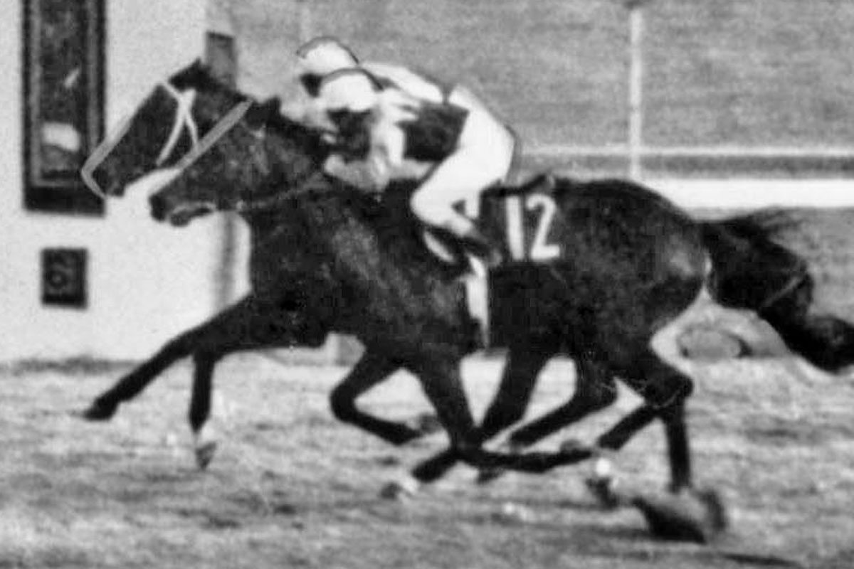 有馬記念過去70年史 東スポ紙面と写真で振り返る名勝負と成績 | 競馬