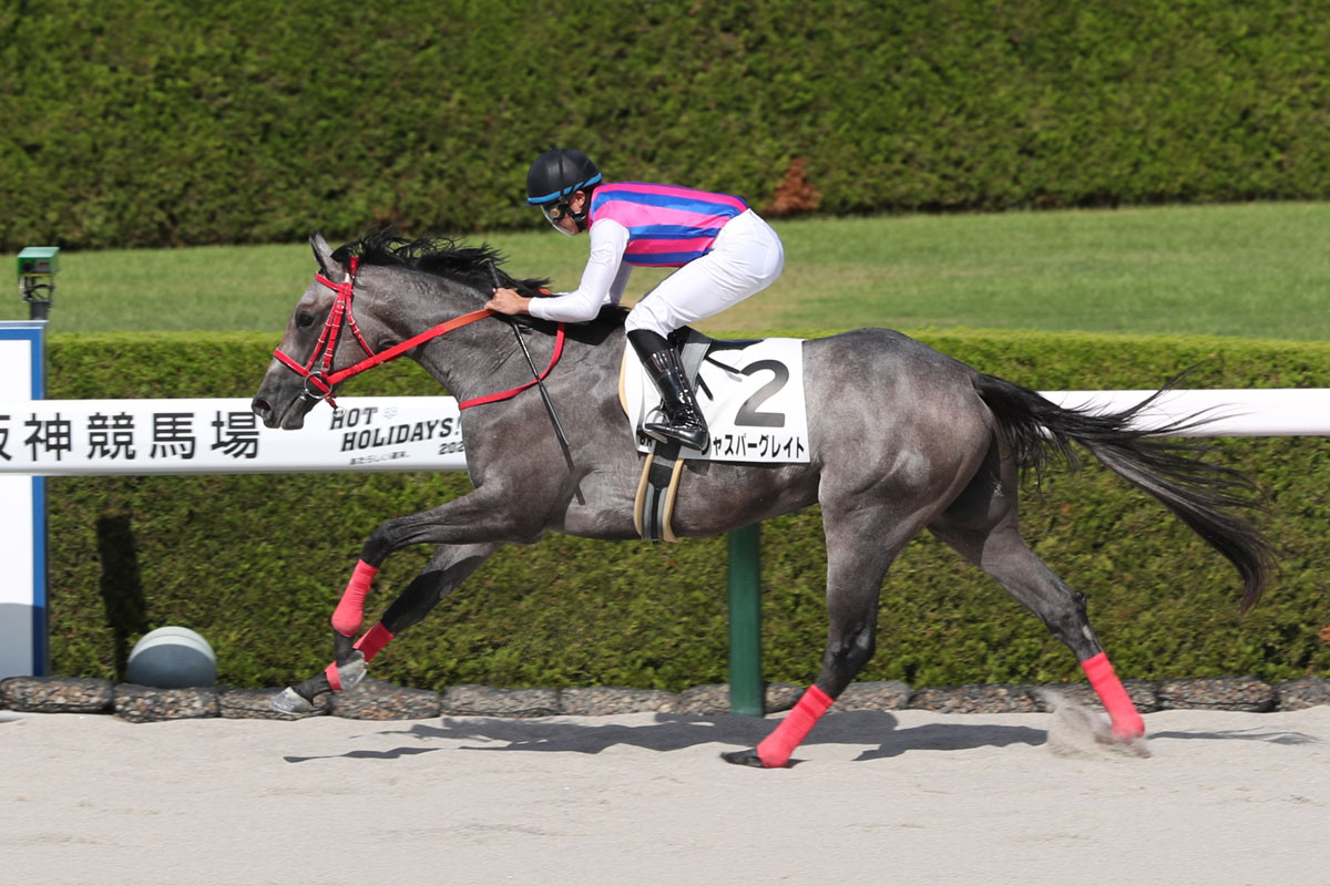 現場ノート １０ ９ 土 阪神５ ８ｒ アートハウス上のクラスでも走れる素材 競馬ニュース 特集なら東スポ競馬